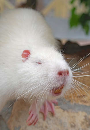 Coypu (Myocastor coypus), also known as river rat or nutriaの写真素材