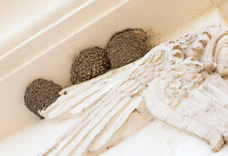 Swallow nests in the corner of house wallsの写真素材