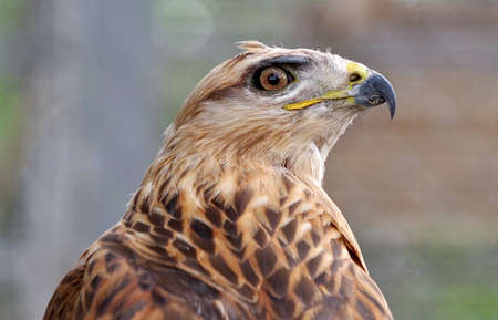 portrait of big beautiful mountain eagle