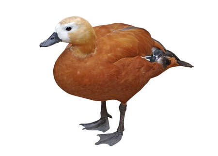 the big beautiful duck on white backgroundの写真素材