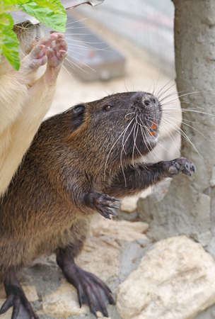 Coypu (Myocastor coypus), also known as river rat or nutriaの写真素材