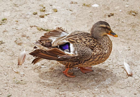 the big beautiful duck in the zooの写真素材