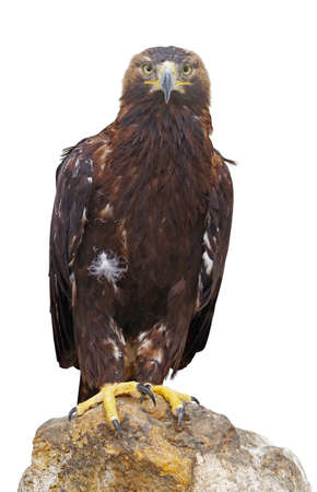 beautiful mountain eagle on white background