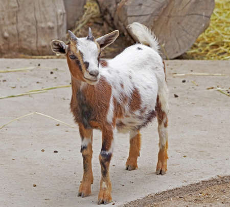 the Portrait of young goat in zooの写真素材
