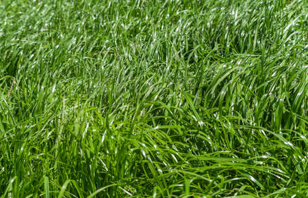 Beautiful green moss in the forest, closeup, macro