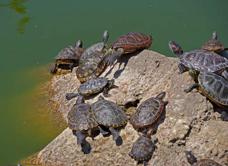 red-eared turtles basking in the sun and swimmingの写真素材