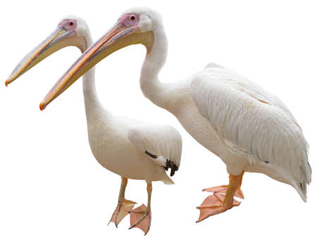 the big beautiful Pelican on white background
