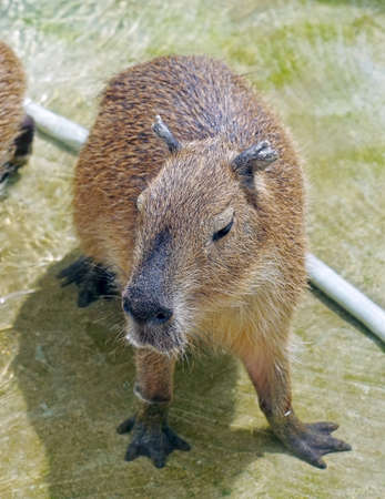 The biggest mouse Capybara from South Americaの写真素材