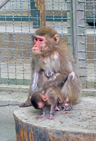 Image of mother monkey and baby monkey in the zooの写真素材