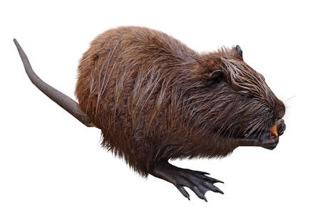 Coypu (Myocastor coypus), also known as river rat or nutriaの写真素材