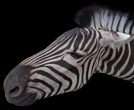 Head of a beautiful african zebra on black backgroundの写真素材