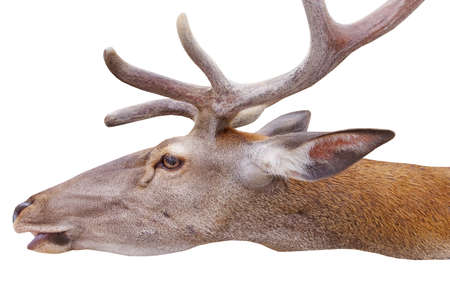deer with big and beautiful antlers on white backgroundの写真素材