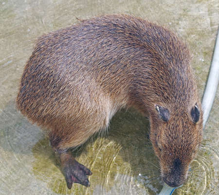 The biggest mouse Capybara from South Americaの写真素材