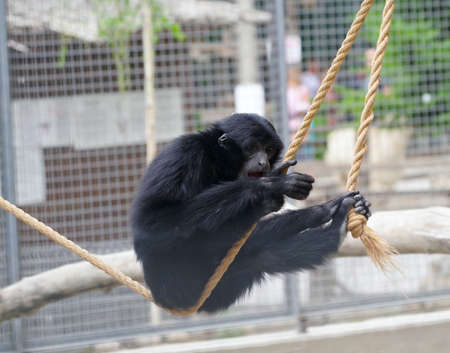 Gray-cheeked Mangabey Lophocebus albigena in zoo