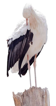 the Beautiful white stork on white backgroundの写真素材
