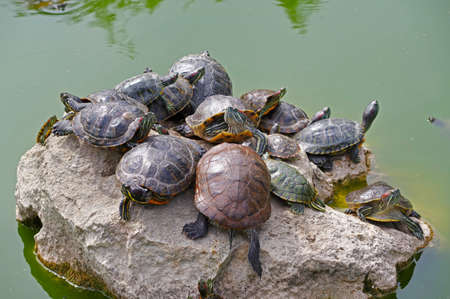 red-eared turtles basking in the sun and swimming