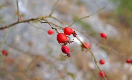 Rosehip fruits medicinal herbal raw materialsの写真素材