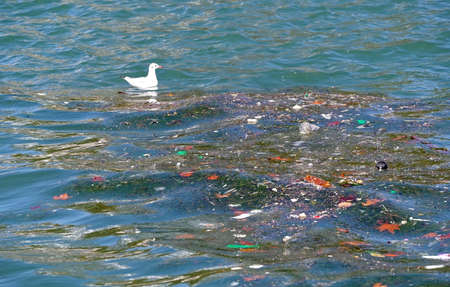 the Seagull and the garbage in the sea water