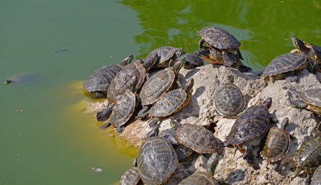 red-eared turtles basking in the sun and swimming
