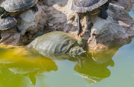 red-eared turtles basking in the sun and swimming