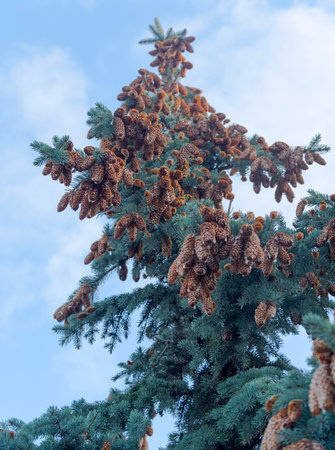 the Beautiful cones on a spruce branchの写真素材