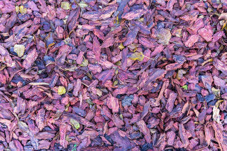 small pieces of tree bark as backgroundの写真素材