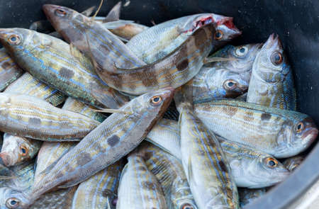 freshly caught fish in a bucket top view