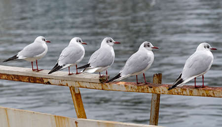 Marine gulls on rest near seaの写真素材
