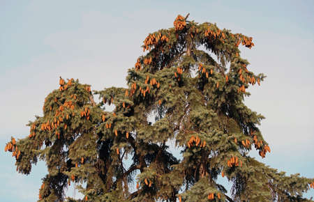 Green pine with big cones on a background blue sky