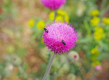 Bush of a burdock on green backgroundの写真素材