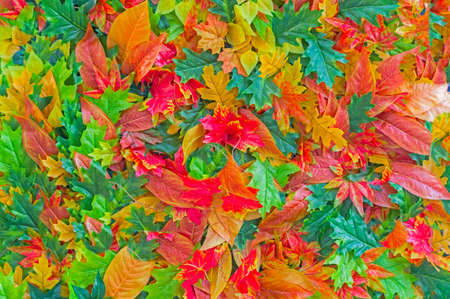 the Brightly colored leaves during autumn in the forest
