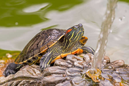 beautiful red-eared turtles basking in the sun