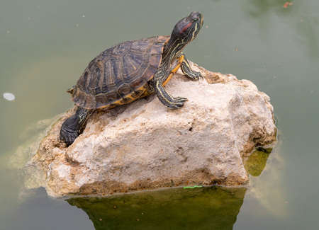 beautiful red-eared turtle basking in the sun