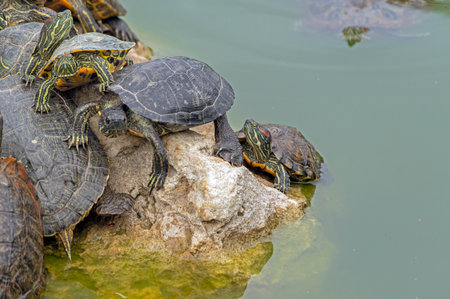 red-eared turtles basking in the sun and swimmingの写真素材