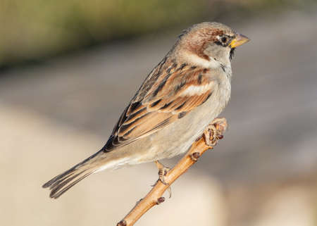the portrait of a little beautiful sparrowの写真素材