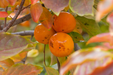 Branches of a tree with ripe persimmon fruits on a sunny dayの写真素材