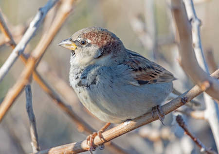 the portrait of a large beautiful sparrowの写真素材