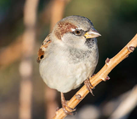 the portrait of a little beautiful sparrowの写真素材