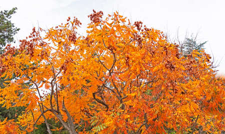 Colorful autumn forest with Brightly colored leaves