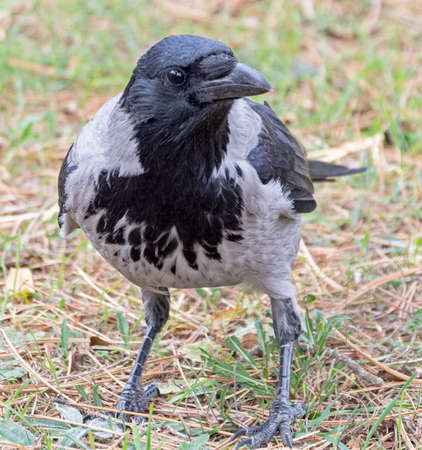 a big and beautiful gray and black crow in the autumn forestの写真素材