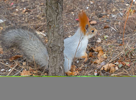 Red cute squirrel with long ears in a natural park