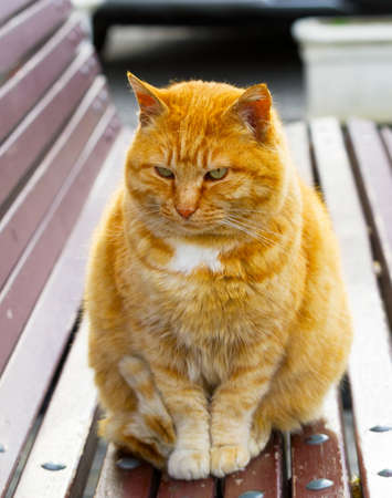 portrait of a big red catの写真素材