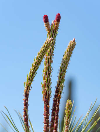 the Beautiful cones on a spruce branch