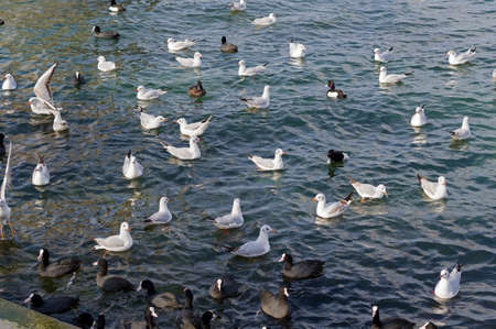 The sea gull which flies over the surface of the sea