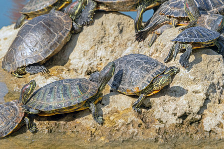 red-eared turtles basking and swimming in the sunの写真素材