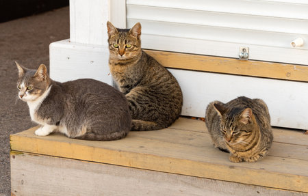 three beautiful cats sitting on the streetの写真素材