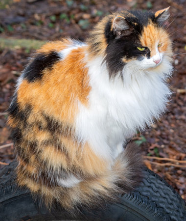 Tricolor unusual cat with beautiful large green eyesの写真素材