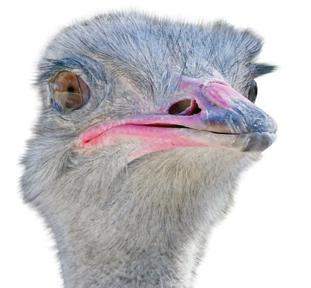 Close up view of an ostrich bird head