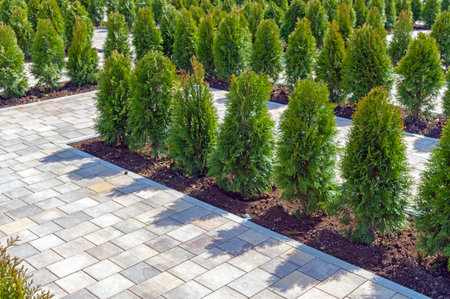 young small coniferous trees in the city parkの写真素材