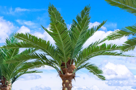 palm trees against a blue skyの写真素材